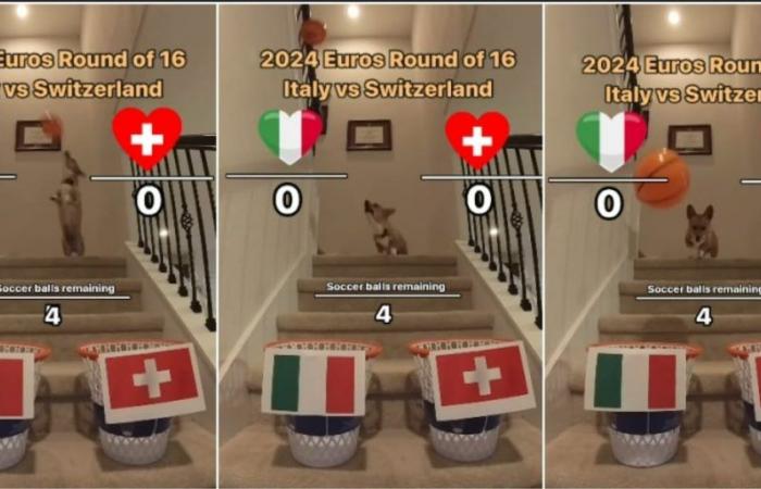 The fortune teller dog predicts how Italy-Switzerland will end: “He is never wrong”