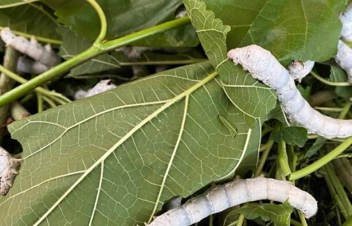 Once upon a time there were silkworms. And in Gallarate there still are