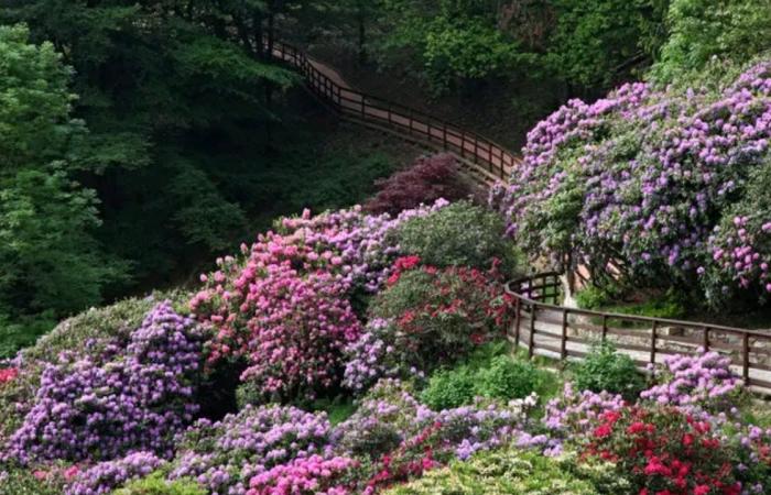 Path among the rhododendrons: idea for a summer trek in Piedmont – Turin News