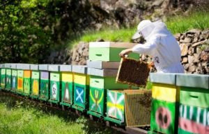 Summer without honey: production dropped by 90%
