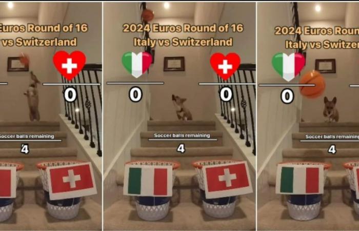 The fortune-telling dog predicts how Italy-Switzerland will end: “He is never wrong”