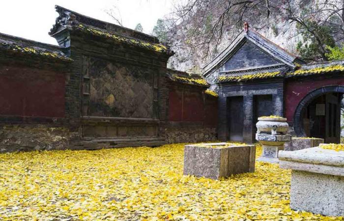 In China, the Millenary Ginkgo Tree Seems to Cry Golden Tears – SiViaggia