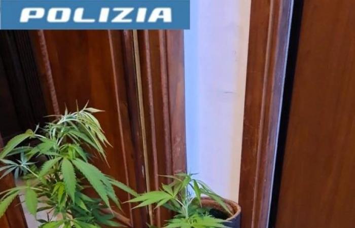 Terni: Cannabis plants in the house, two cousins ​​with no criminal record reported