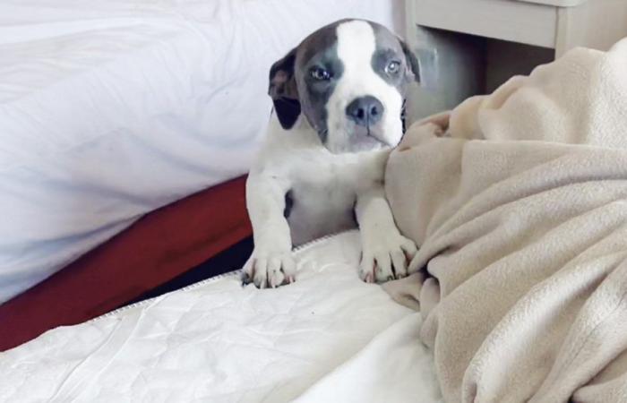 A motel cleaner finds a dog peeking out from under a bed: it has been abandoned