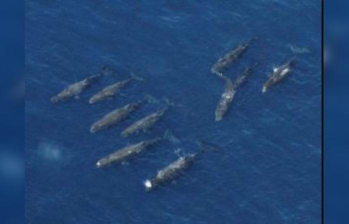 Liguria: Portofino, Bergeggi and Cinque Terre among the protected areas for cetaceans