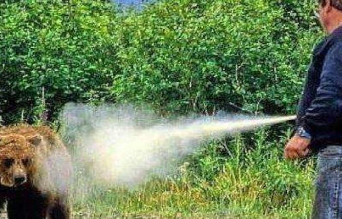 Trento: “Pressure on Rome to expand the use of anti-bear spray” – News
