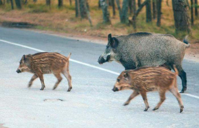 Historic sentence: Puglia region convicted for road accident with wild boar
