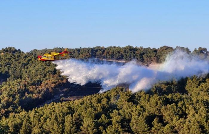 in two days over 600 hectares on fire – Telesveva Notizie