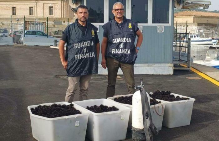 maxi fine and 4 thousand sea urchins released. Cylinders seized