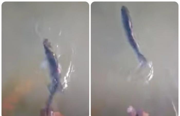 Release the fish into the water but the animal does something unexpected