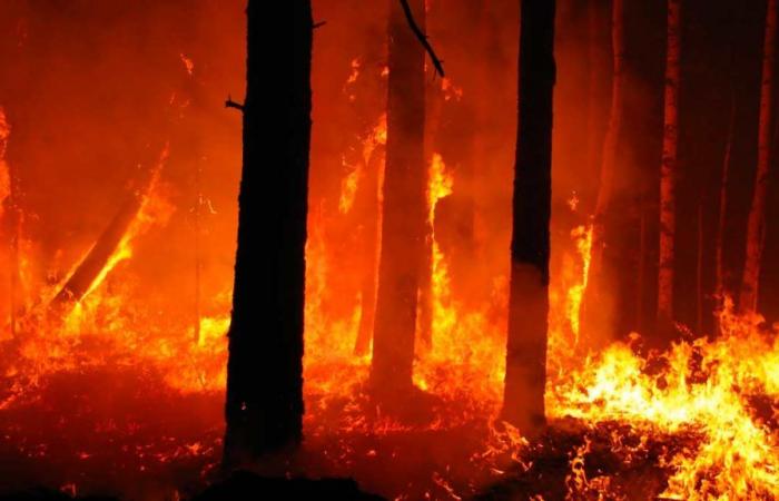Forest fires. From July 1st the attention phase will begin throughout Emilia-Romagna