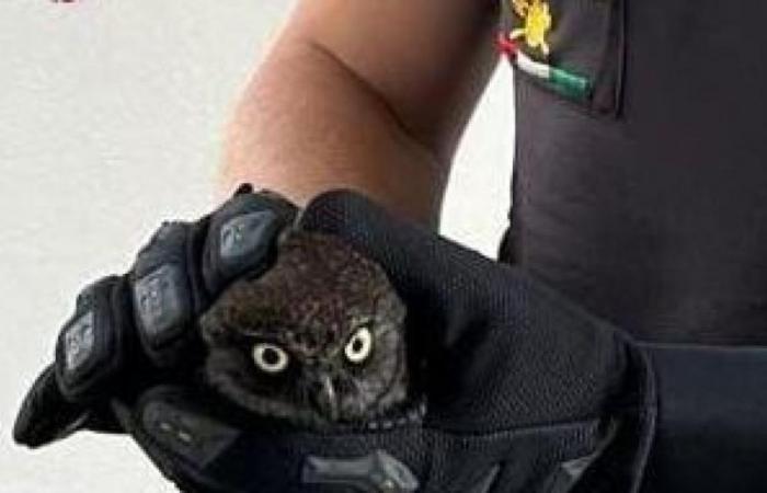 Owl trapped in the chimney: the timely intervention of the firefighters in Lonate Pozzolo