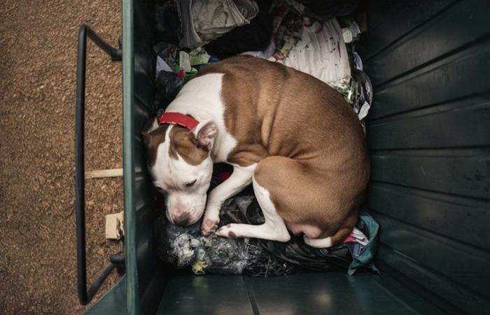 He beats and throws his dog in a dumpster in Rome, residents scream. Homeless man reported