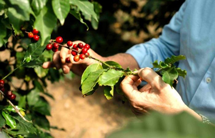 The world’s northernmost coffee plantation in Palermo