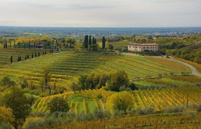 One of the best white wines of Friuli Venezia Giulia is produced near the Rosazzo Abbey