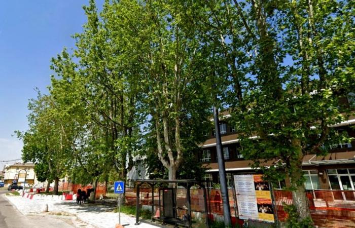 three plane trees are removed in Modena