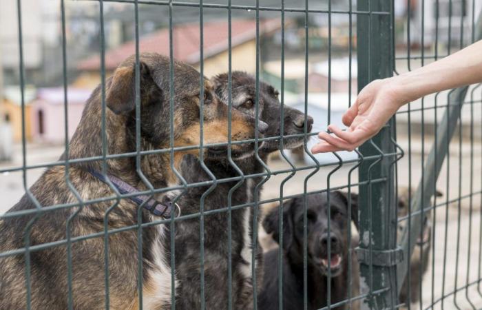 Bari, abandoned dogs are on alert: more than one a day on the streets