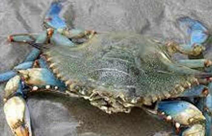 Blue crab, Coldiretti: damages of 100 million euros. Veneto, the most affected region
