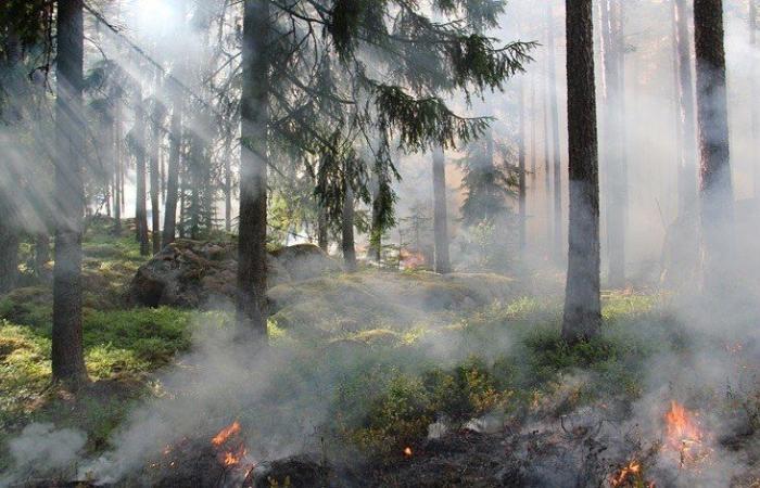 Ispra, in Italy over 1,000 kmq of forest fires in the last year