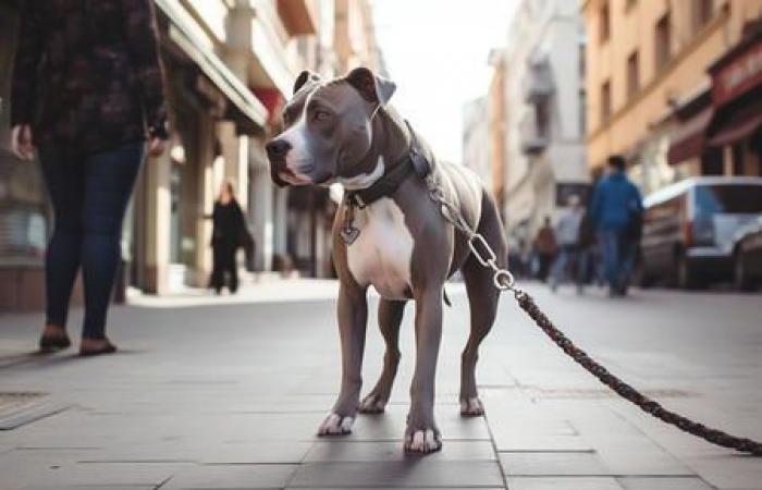 Horror on the street in Rome: he kicks his dog and throws it into the bins
