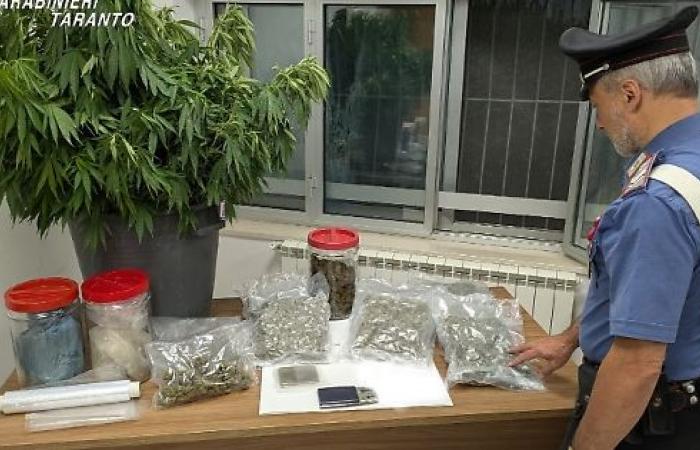 Marijuana plantation discovered – Taranto Good evening