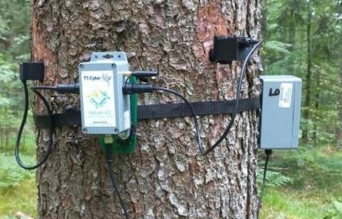 University of Udine launches monitoring to assess forest health