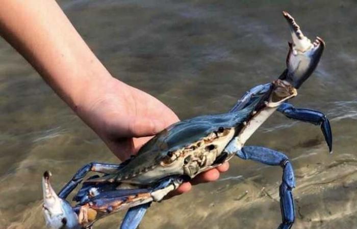 Summer without mussels, clams and oysters, Veneto is the region most damaged by blue crabs