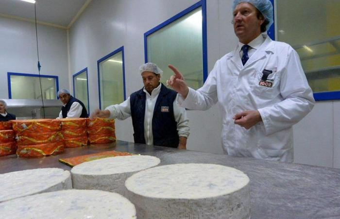 Gold medal for Igor di Cameri for the best gorgonzola at the international event in England
