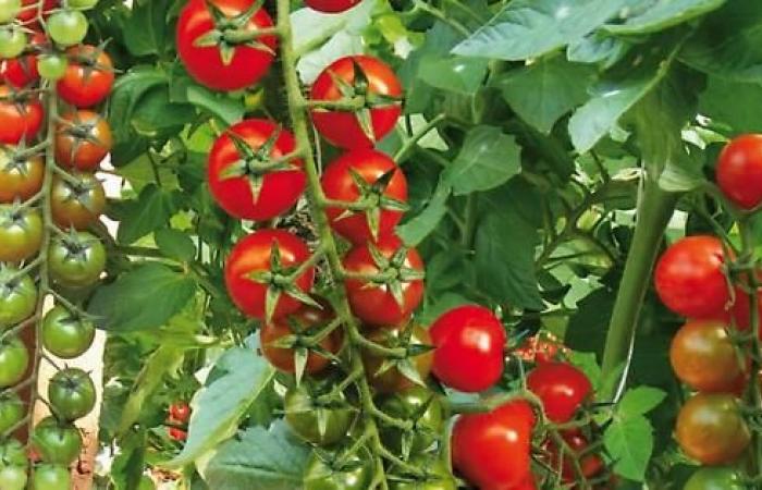 SOS water in Basilicata: the tomato season at risk