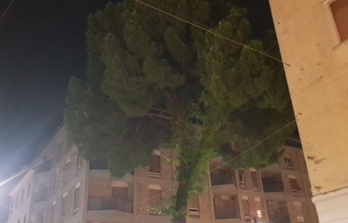 Terni. Not even the pine tree in Corso Tacito is saved. It is dangerous, it will be cut down