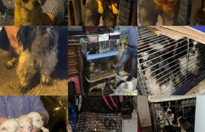 Palermo, lager kennel discovered: 2 reported