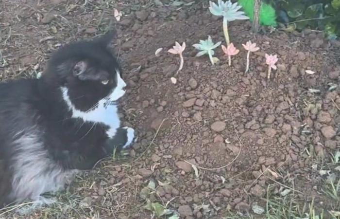 Bear the cat visits the grave of Boo, his beloved feline brother, every day