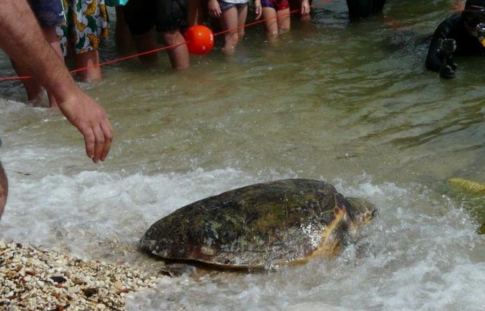 A turtle released in Molfetta has laid eggs on the coast of Türkiye