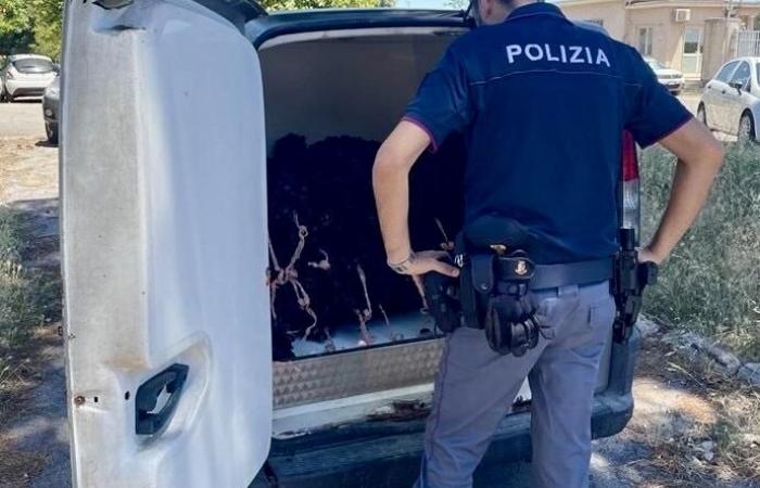 Taranto, Police seize 900 kg of black mussels: 5 reports