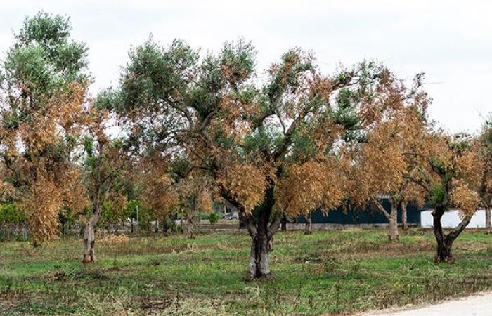 “On Xylella, it is urgent to appoint a special commissioner”