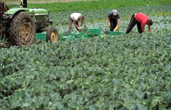 Ravenna, agricultural sector workers’ strike: Legacoop available to reopen the dialogue