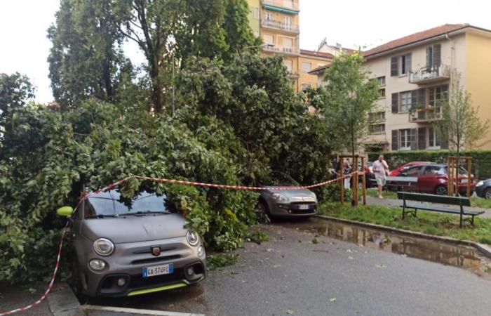 Rain, strong winds, hail and fallen trees hit the city – Torino Oggi