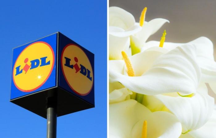 the plants on offer at Lidl this week