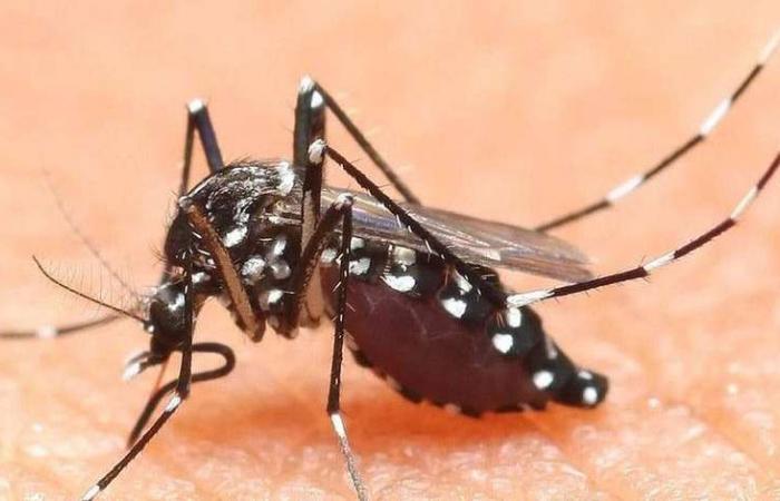 Anti-tiger mosquito plan: traps in nests and nurseries in Trento – Trento