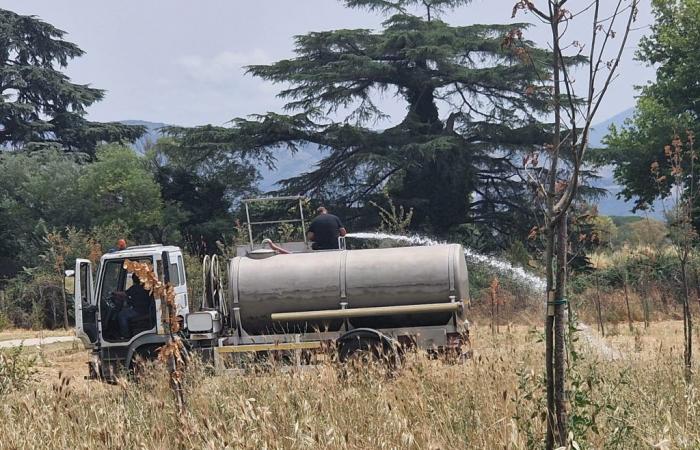 GUIDONIA – Dry trees at “La Sorgente”, now the hunt is on for those responsible