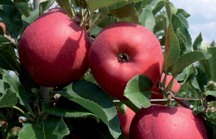 The Cuneo IGP Red Apple: the “pum rus” that tells the story of our territory