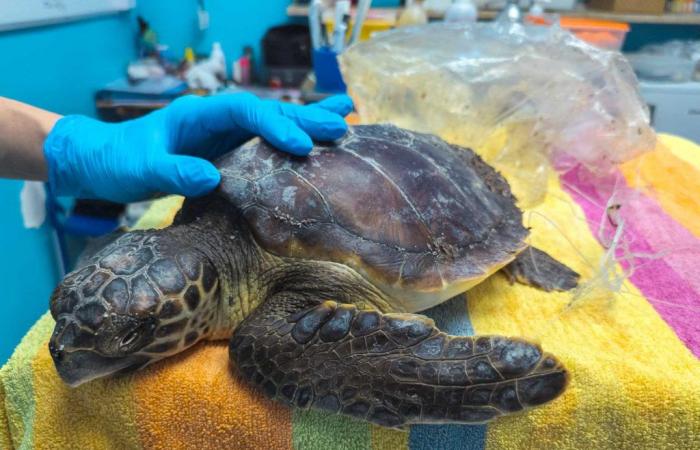 Caretta Caretta turtle rescued in Condofuri