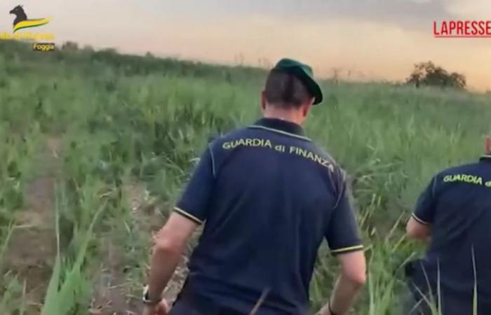 VIDEO Foggia, huge Indian hemp plantation discovered: owners reported
