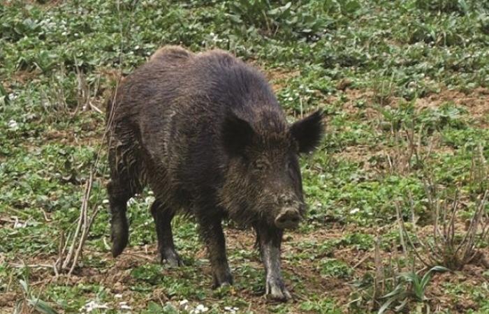 “No more wild boars”: farmers under the seat of the Tuscany Region