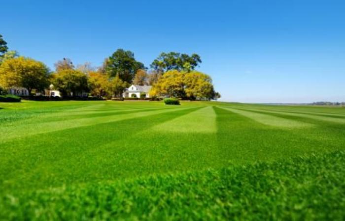 Vacuum your lawn every week