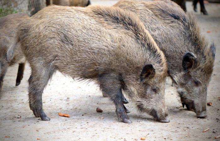 In Turin, Piedmontese farmers protest against the wild boar emergency