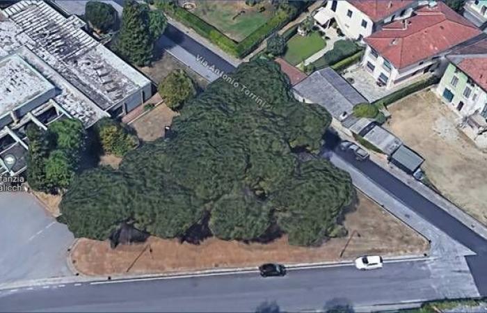 Ok to the proposal of the Lions Club Lucca Le Mura: a park will be named after Romano Silva