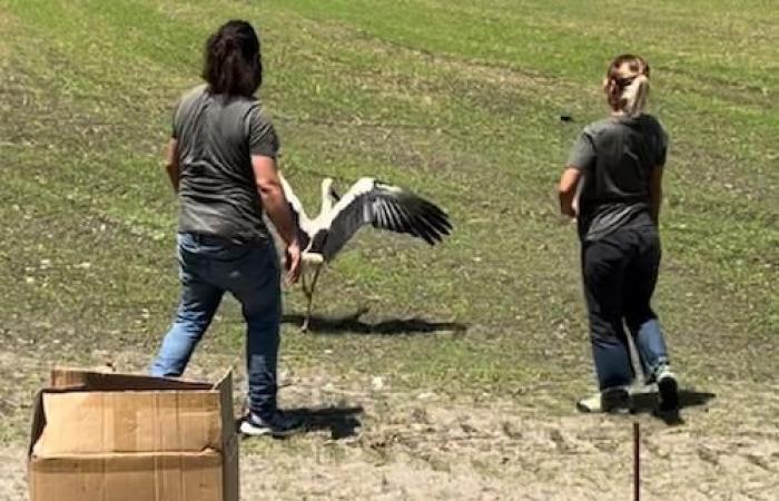 Stork Wounded by Gunshot Treated in Magenta and Released in Ticino Park