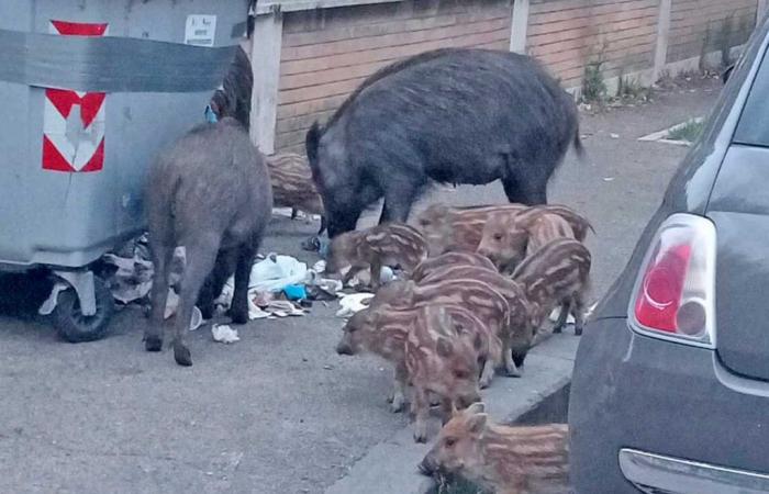 “Capture and slaughter of wild boars, killing animals is never a solution”