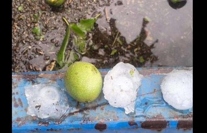 and a violent hailstorm damages agricultural companies in Metapontino